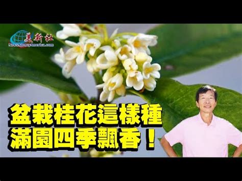 種桂花|桂花種植指南：微酸土壤、適當澆水、適度遮蔭，打造。